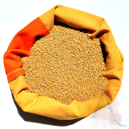 Moutarde jaune graines